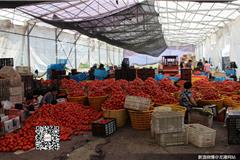 农户们正赶工分拣成熟的西红柿