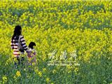 欣赏油菜花无需去别处 龙港也有金色花海