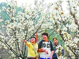苍北村百亩梨园呈现“花花世界”