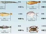 5月1日起，苍南将全面休渔！这8种水产品禁售