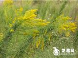 龙港惊现“臭名远扬”的“一枝黄花”