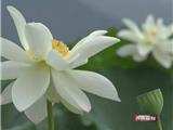 龙港：荷花绽放 田园风光秀美