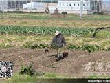人勤春来早 龙港农户忙农作