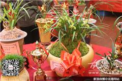 龙港网3月6日讯：今天上午，苍南县兰花协会第三届“和谐杯”春兰奖在龙港从进酒店举行，会展共有300余件兰花展出，吸引了500多人观看。评出栽培奖2个，特金奖2个，金奖10个，银奖15个，铜奖22个。