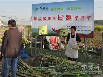 菁缘谷乐而忘忧 苍南县的农业生态园