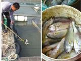 苍南养殖户290吨黄鱼相继死亡 经查患上腐皮病