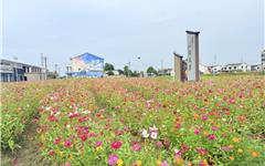 秋日浪漫限定！林家院百日菊盛放，这片“油画”花海等你打卡→