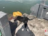 流浪狗猛追小孩、老人  村民联合将其围捕打死