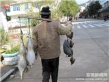 街头野鸭大多不野 小心上当