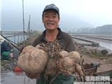 农民种出13公斤的蕃薯王