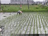 天气晴朗 农户晚稻插秧忙