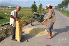 乘着台风来临前的好天气 农民忙着晒稻谷
