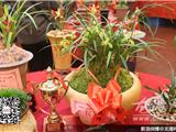 苍南县兰花协会第三届“和谐杯”春兰奖在龙港举行