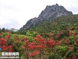 山花烂漫时 鹤顶观杜鹃—矾都杜鹃花文化旅游节本周开幕