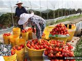 番茄产量供大于求价格大跌 果农称：亏本!