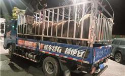 龙港新城联合党委重拳整治畜禽散养乱象