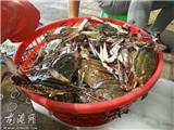 禁渔期结束 鲜活海鲜价格“走低”