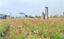 秋日浪漫限定！林家院百日菊盛放，这片“油画”花海等你打卡→
