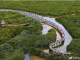 温州苍南打造中国最北最大海湾红树林湿地