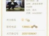龙港第一张电子犬证，被他领走！