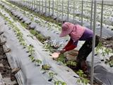 大棚番茄移种不久 农户施肥忙