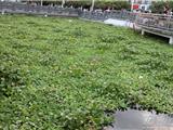 金河广场河面上水葫芦大量繁殖