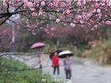梅花终于开啦，快来金乡梅峰公园闻梅花香！