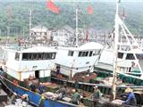 受台风影响 舥艚渔船归港避风