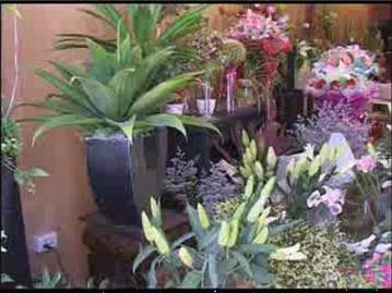 龙港阿波罗花艺