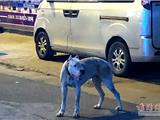 龙港站港大道有恶犬连续咬伤3人 救援队紧急出动抓捕
