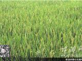 早稻穗期 田间管理是关键