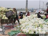 龙港花菜俏销北方市场