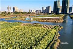 其实你知道吗？春天已经悄悄来临，油菜花都开了。 摄影：池长峰