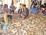 “有机雷笋”寻求加工合作