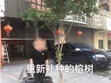 后续报道：锯断1株榕树　换来2天拘留  当事人已重新补种