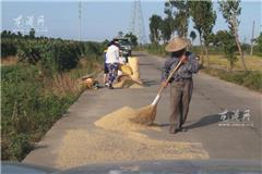 乘着台风来临前的好天气 农民忙着晒稻谷