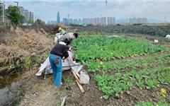 龙港新城联合党委开展乱搭乱建专项整治行动