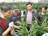 种兰花年赚20万