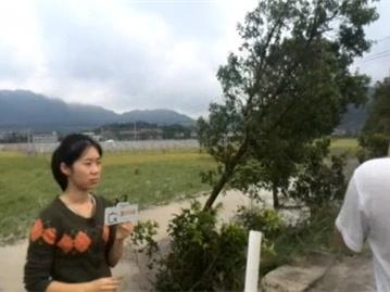 灾后直击：苍南观美水稻被淹