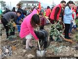 龙港团员志愿者开展义务植树活动