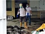 龙港市有序推进驯养繁殖野生动物处置工作