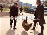 一野猪误闯龙港城区  五猎犬将其擒获