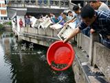 万尾中华鳖鱼苗放流于金乡护城河、灵溪横阳之江水域