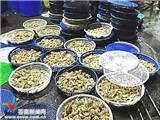 禁渔期！苍南查货500斤虾姑违法销售