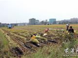 台风后 农民抢收受灾稻谷忙