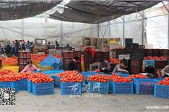 龙港网4月16日讯：前段时间，龙港西红柿滞销引起社会各界的关注，据悉，目前西红柿行情好转，价格较之前有所上涨。为了详细了解情况，今天上午，本网记者来到龙港云岩西红柿交易市场实地采访。