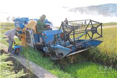 台风“苏力”逼近 农民忙着抢收稻谷