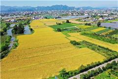 丰收的季节（美丽江山社区） 摄影：池长峰