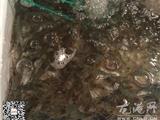 多地惊现“注胶虾” 本网记者走访龙港菜场探虚实