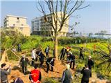 履行植树义务 共建美丽龙港